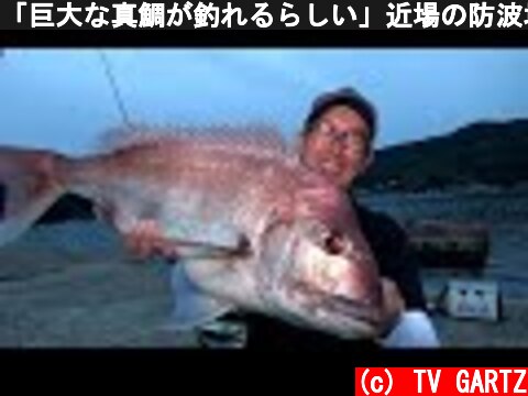「巨大な真鯛が釣れるらしい」近場の防波堤で釣りしたら凄かった！  (c) TV GARTZ